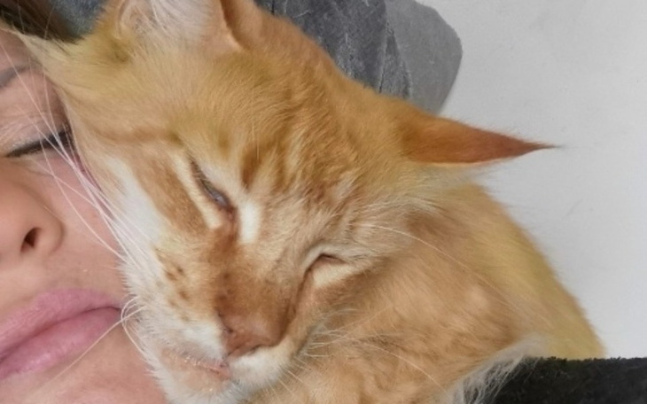 Zbiórka Ratunek dla kota Asli - zdjęcie główne