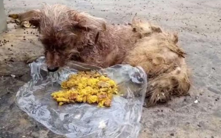 Zbiórka Dziękujemy za wsparcie dla LINY - zdjęcie główne