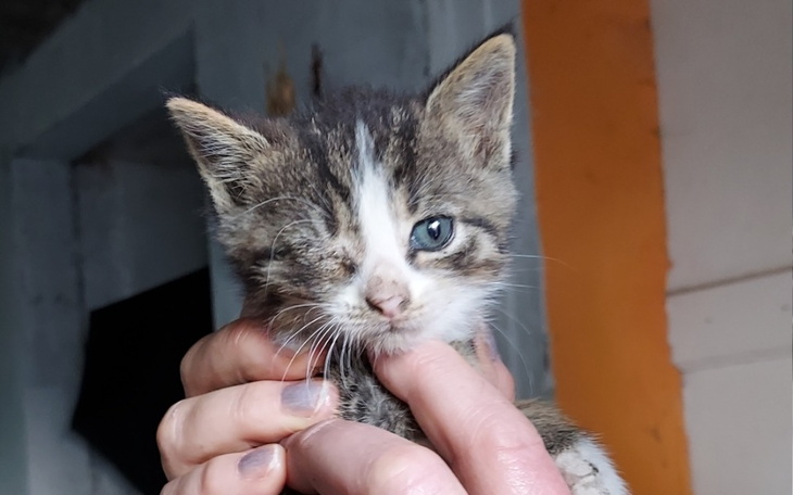 Zbiórka Dla kociat na wizytę u weta. - zdjęcie główne