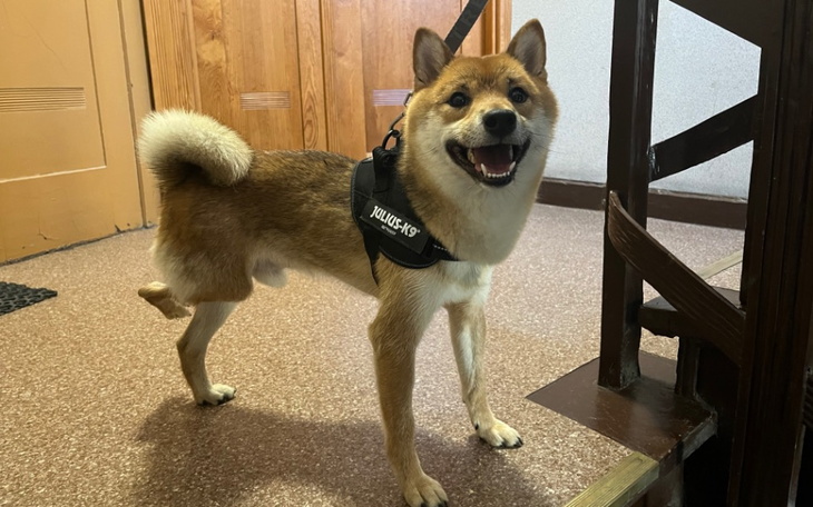 Radosny pies rasy shiba inu w kamizelce, stojący w korytarzu.