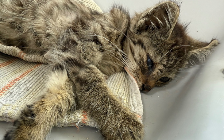 Mały kotek leżący na kocu, wygląda na zmęczonego.