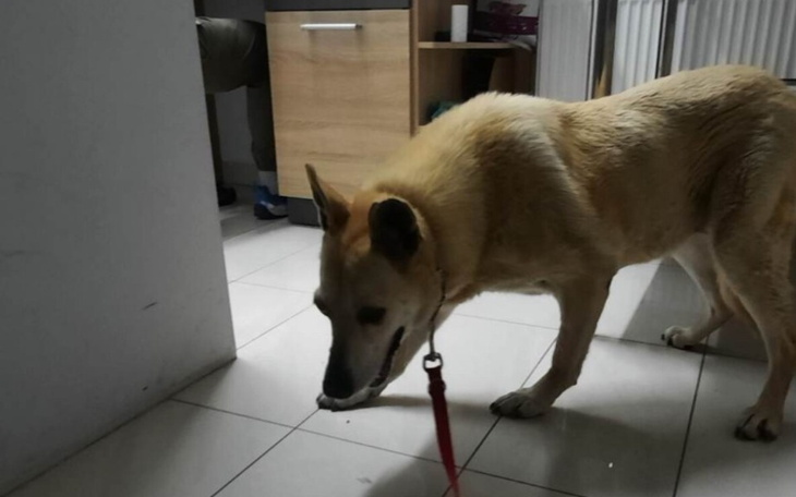 Zbiórka Już nie widzę, czuję tylko ból - zdjęcie główne