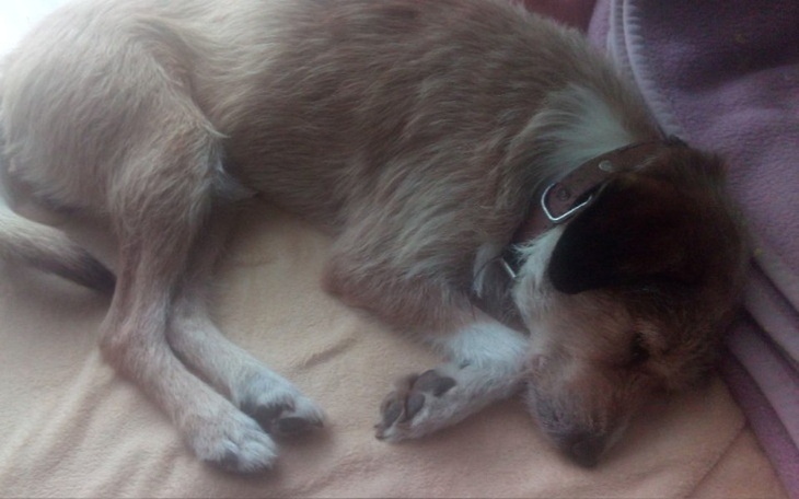 Zbiórka Leczenie psa potracenie - zdjęcie główne