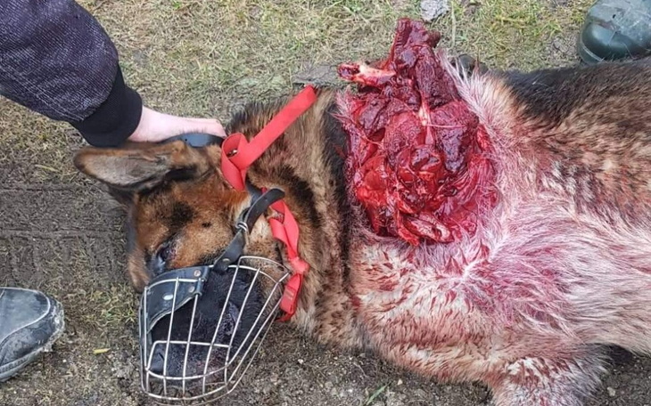 Zbiórka Aksel z uciętą łapą. - zdjęcie główne