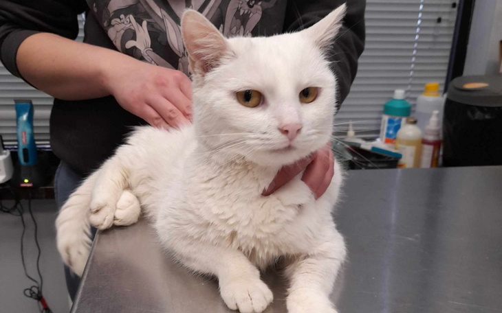 Zbiórka Na leczenie, dla kotków - zdjęcie główne