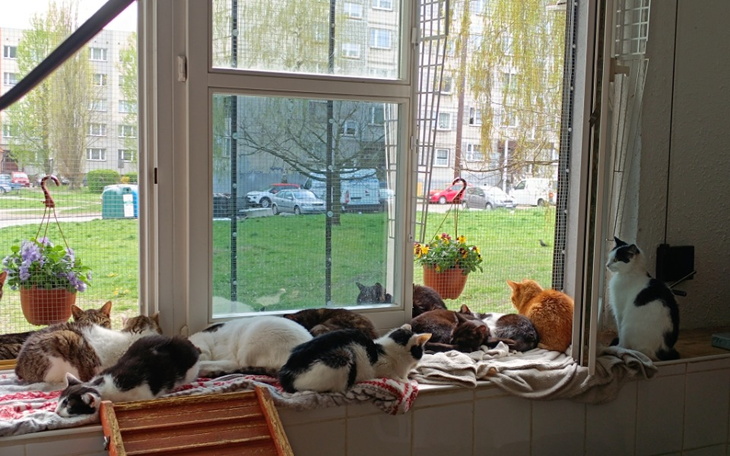 Zbiórka Na budowę woliery dla kotów . - zdjęcie główne