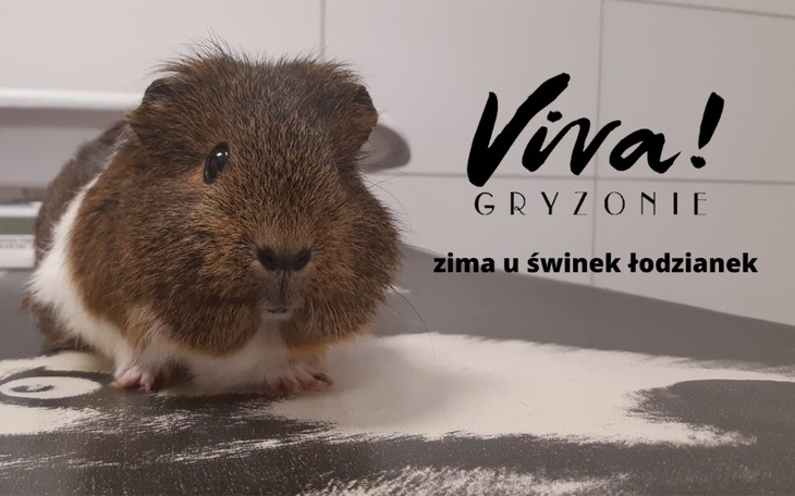 Zbiórka Zima u świnek łodzianek - zdjęcie główne