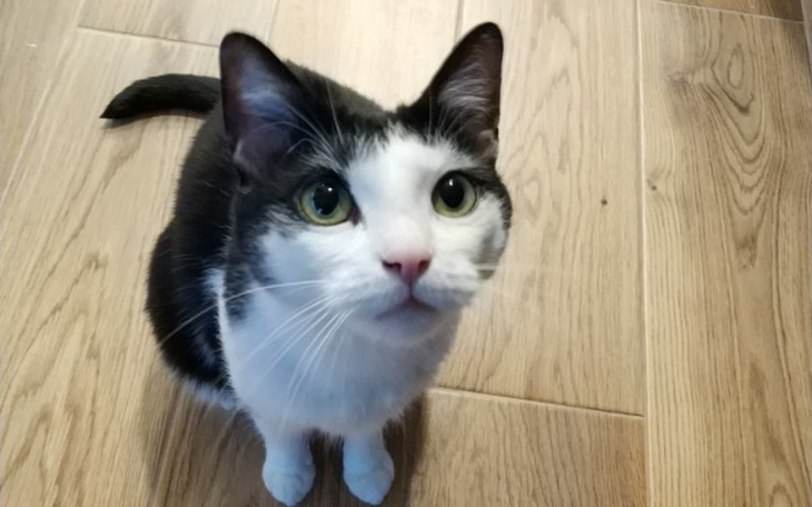 Zbiórka Na leczenie kotki - zdjęcie główne