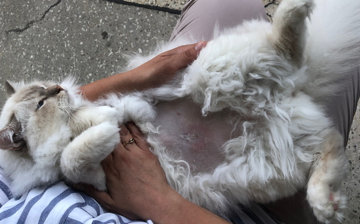 Zbiórka Wesprzyj leczenie Horacego - zdjęcie główne