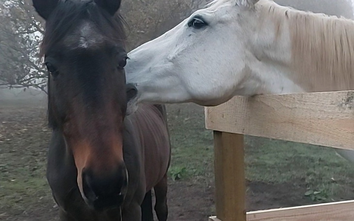 Dwa konie w bliskim kontakcie, jedno z nich dotyka drugiego.