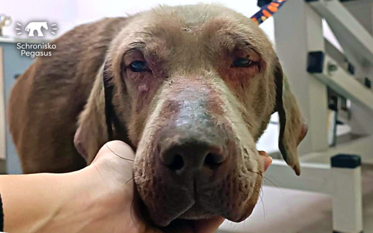 Zbiórka Kola - to człowiek jej to zrobił - zdjęcie główne