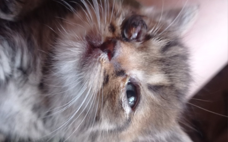 Zbiórka Kosztowne leczenie kici filusia - zdjęcie główne