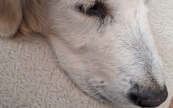 Zbiórka Figaro - zdjęcie główne