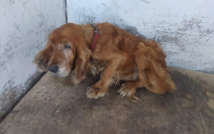 Zbiórka Na ratunek upodlonego Dyzia - zdjęcie główne