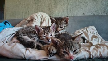 Zbiórka Rocky, Rambo, Tyson walczą o swoją przyszłość! - miniaturka zdjęcia