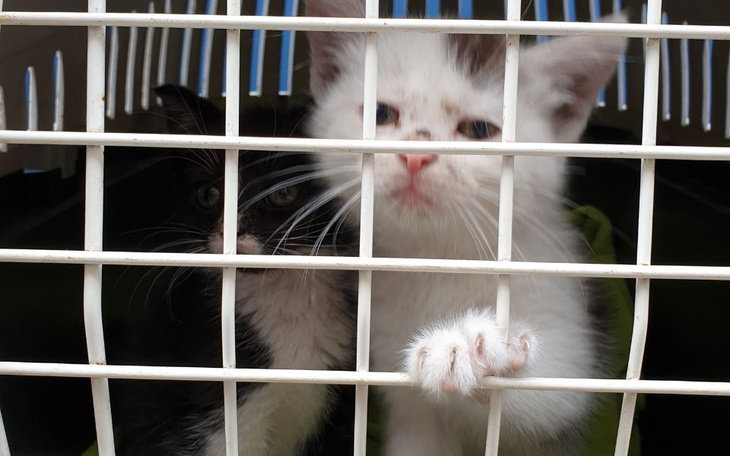 Zbiórka śmierć czy ratunek - zdjęcie główne