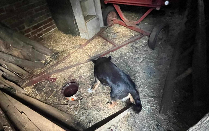 Zbiórka Na hotelik dla psów ze stodoły - zdjęcie główne