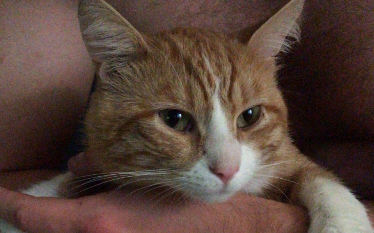 Zbiórka Kastracja, kotek z lasu - zdjęcie główne