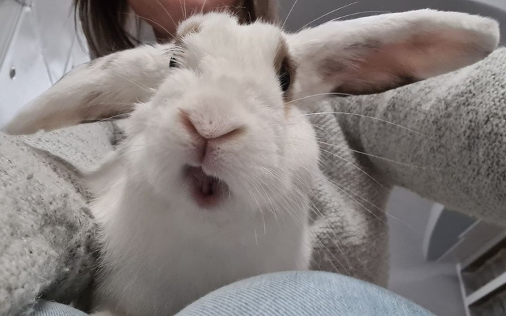 Zbiórka Na leczenie królików i gryzoni - zdjęcie główne