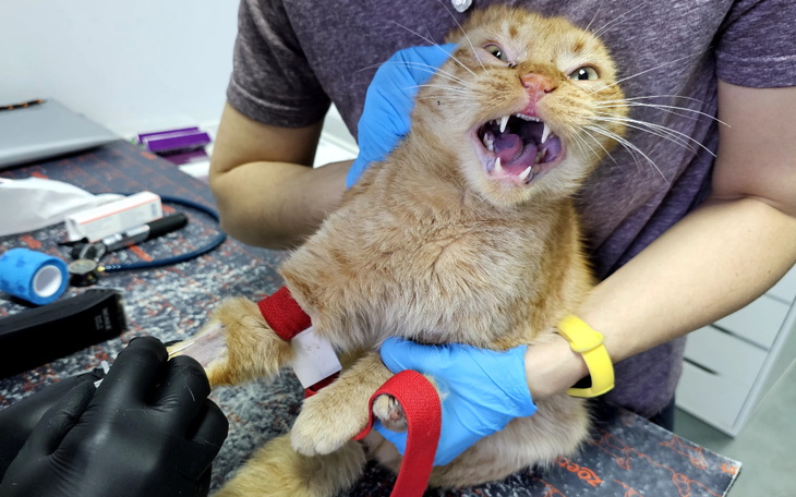 Zbiórka Wygłodniały Hubert - zdjęcie główne