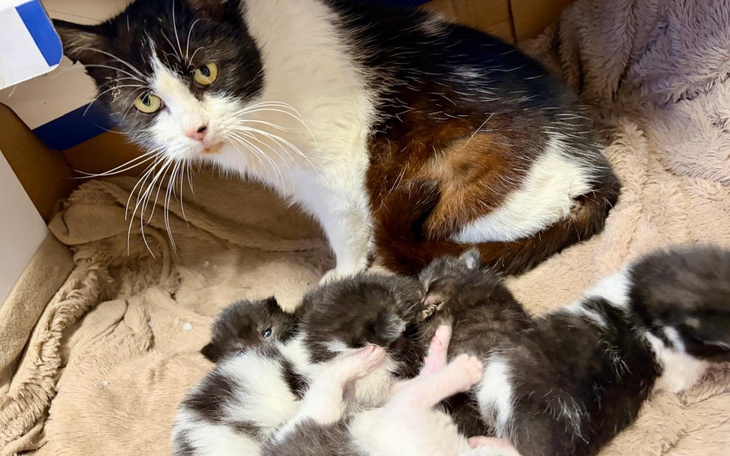 Kotka z kociętami w przytulnym miejscu.