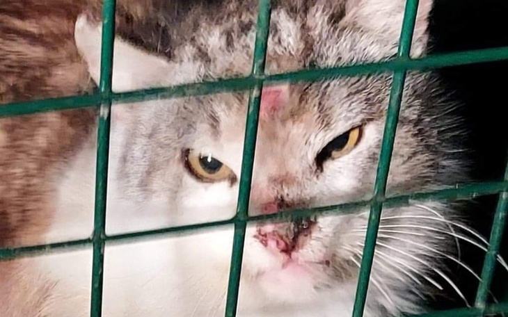 Zbiórka Wet niepotrzebny. Sam się wyliże - zdjęcie główne