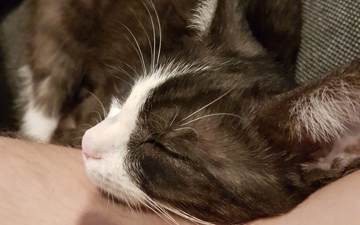 Zbiórka Ofiara kleszczy - zdjęcie główne