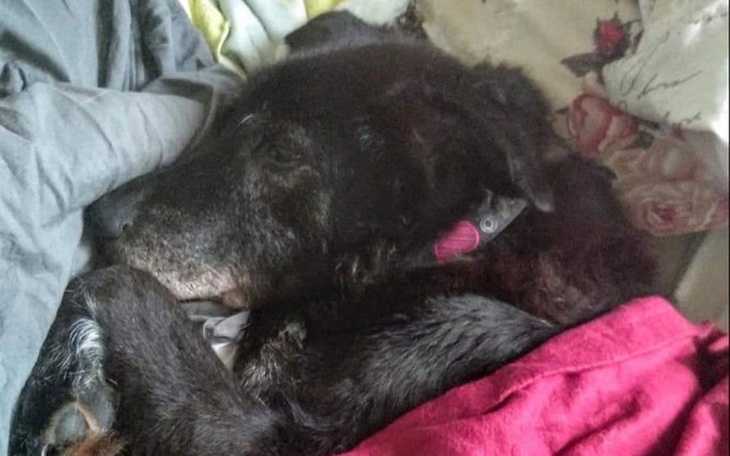 Zbiórka Pomóżmy Amorowi nie cierpieć - zdjęcie główne