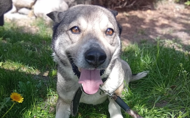 Szczęśliwy pies na trawie, uśmiechający się.