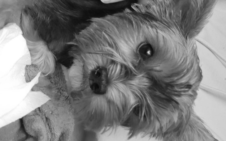 Zbiórka Operacja pieska Szanel - zdjęcie główne