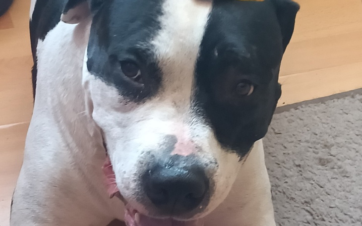 Zbiórka Urodzinowo dla bezdomnych psów - zdjęcie główne