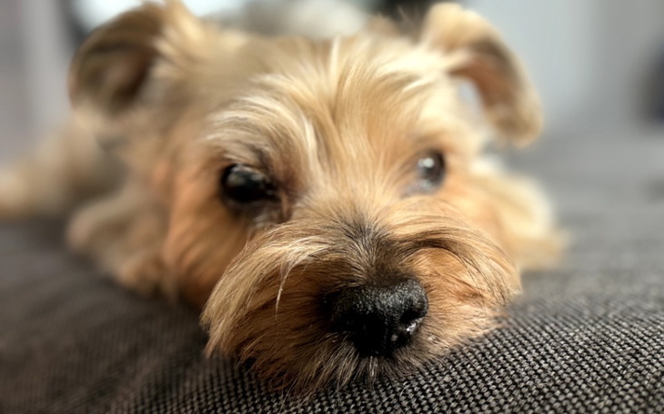 Mały piesek leżący na kanapie, z wyrazem spokoju.