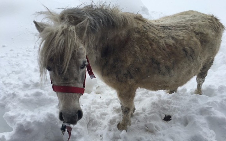 Zbiórka Ciężarny kucyk skazany na śmierć - zdjęcie główne