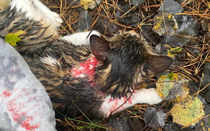 Kotek z raną, potrzebujący natychmiastowej pomocy.