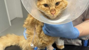 Zbiórka Agent-ropniak płuc - miniaturka zdjęcia