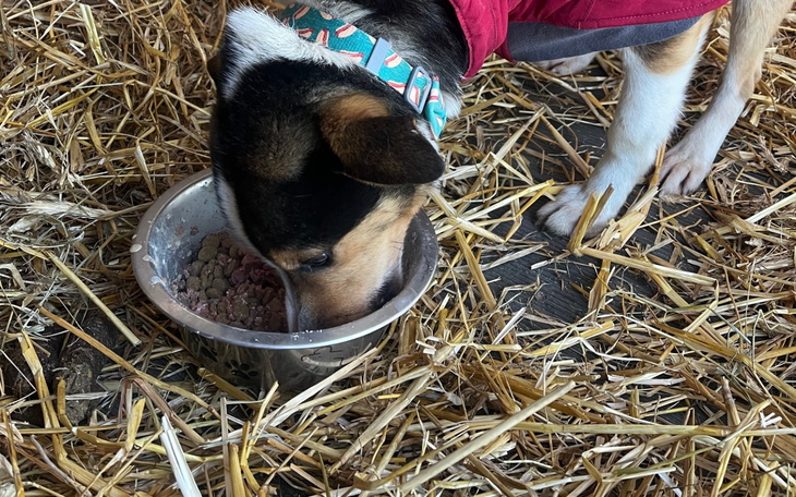 Pies jedzący z miski w stajni, otoczony słomą.