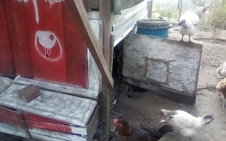 Zbiórka Na odnowę zepsutego kurnika - zdjęcie główne