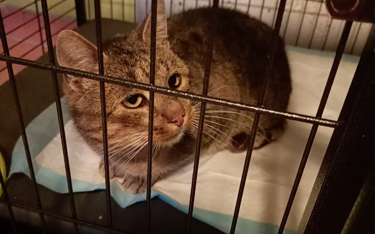 Zbiórka Niekochany wyrzucony na działki - zdjęcie główne