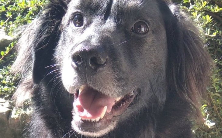 Zbiórka Leczenie Mayo,psa po przejściach - zdjęcie główne