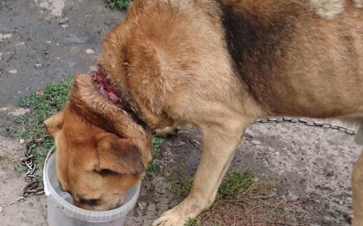 Zbiórka Pomoc dla ludzkości polskiej - zdjęcie główne