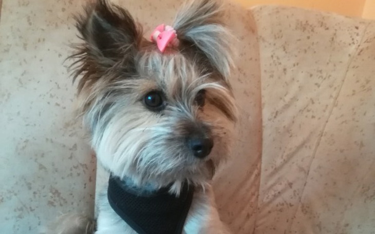 Zbiórka Ratunek dla młodej Misi - zdjęcie główne