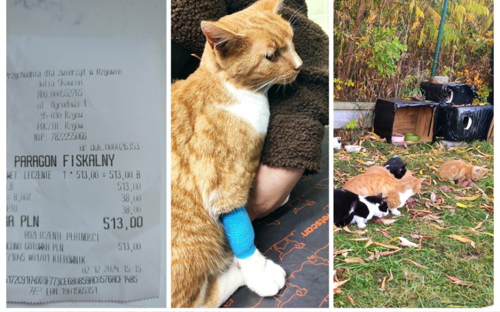 Zbiórka Leczenie skrzywdzonego kotka - zdjęcie główne