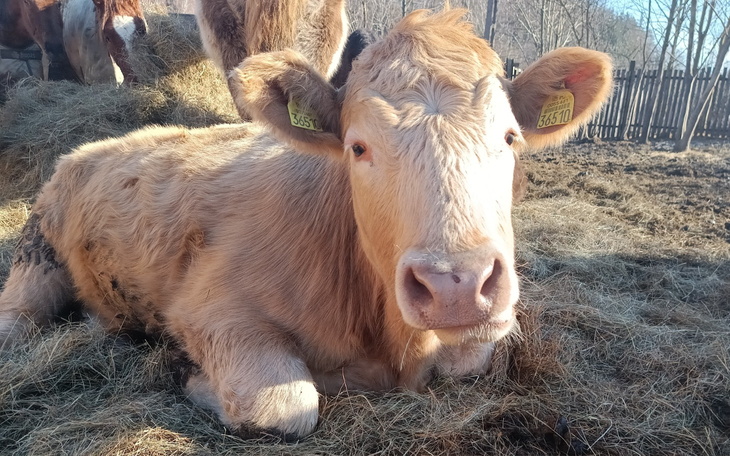 Jałówka leżąca na sianie w oborze.