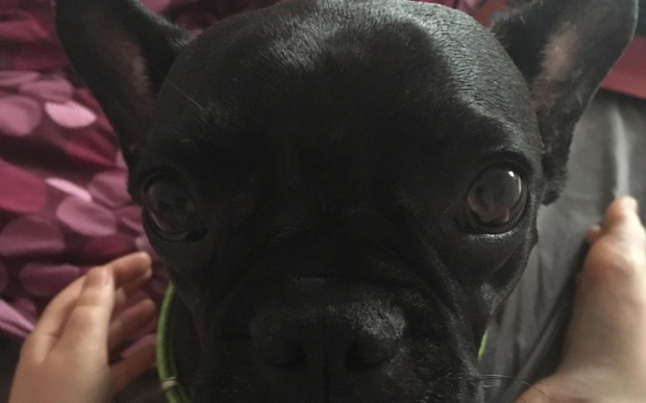 Zbiórka Zbiórka dla Kiwi - zdjęcie główne