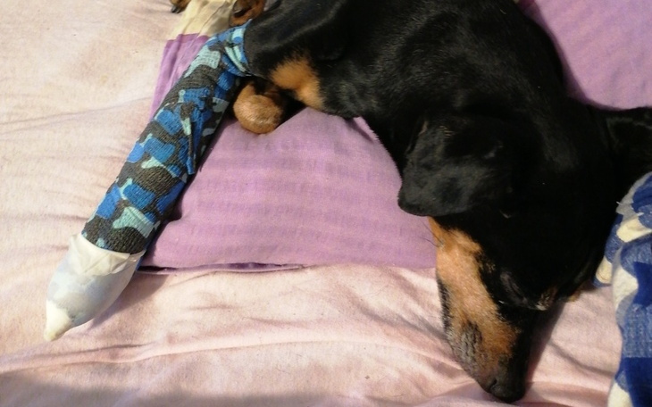 Zbiórka Pomoc dla perełki - zdjęcie główne