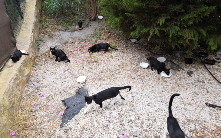 Zbiórka Na pomoc bezdomniaczkom - zdjęcie główne