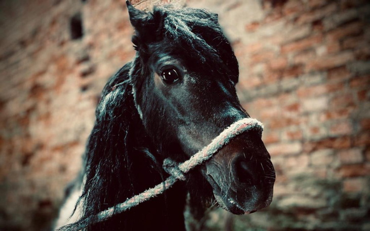 Zbiórka Ocalmy kuckę Stokrotkę - zdjęcie główne