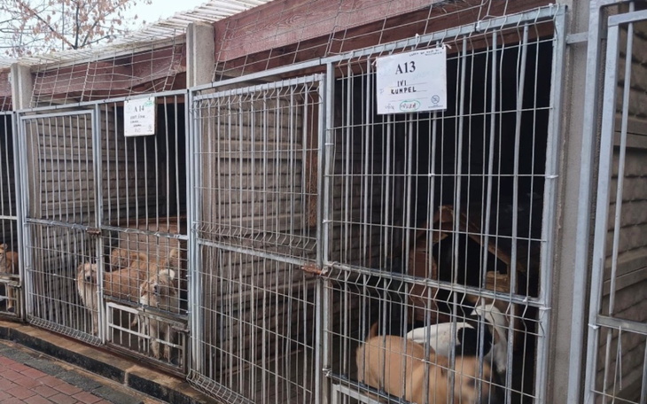 Psy w schronisku czekają na nowy dom.