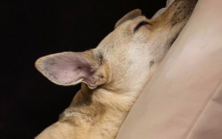 Pies śpiący na poduszce, zrelaksowany i spokojny.