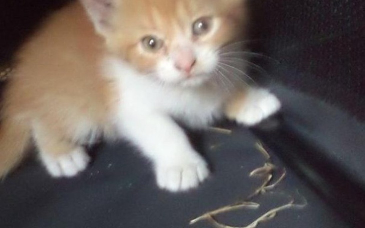 Zbiórka 65 kotów w potrzebie - zdjęcie główne